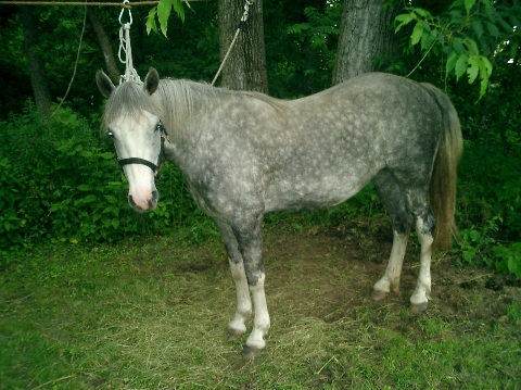 Cinnamon - Owner Trooper Carlos Morales